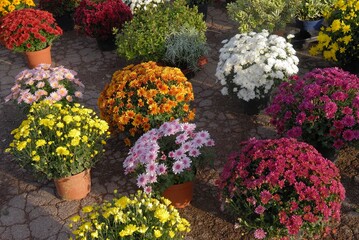 Etalage de chrysanthèmes chez un fleuriste pour la Toussaint