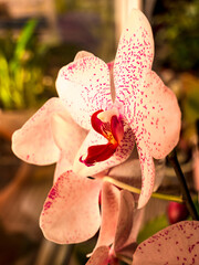 Beautiful white-red orchid flower(Orchidaceae) with a distinctive red-yellow center - selective focus