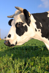Vache prim holstein