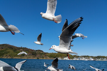 飛ぶカモメ