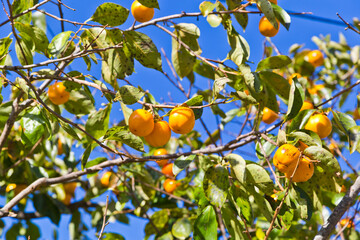 Organic Persimmon tree in autumn.