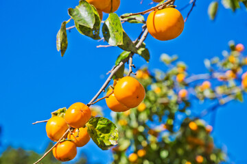 Organic Persimmon tree in autumn.