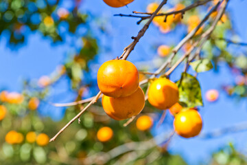 Organic Persimmon tree in autumn.