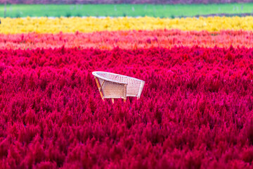 Empty chair in colorful of Celosia argentea field on morning day