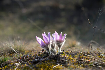 Pasque Flowers in the Springtime