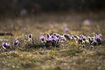 Pasque Flowers in the Springtime