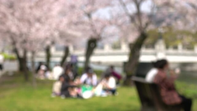 ぼかし背景素材: 満開の桜の木の下で花見を楽しむ人々  4K  広島平和記念公園の桜風景  2021年3月29日撮影