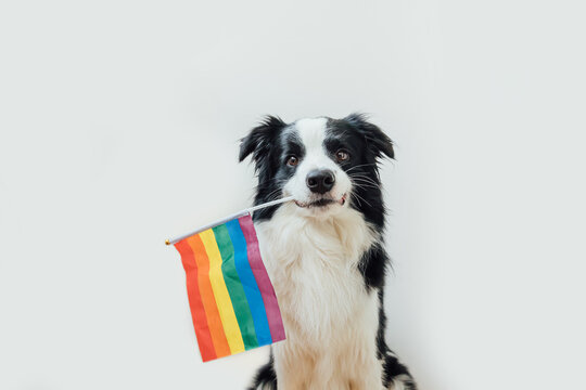 Funny Cute Puppy Dog Border Collie Holding LGBT Rainbow Flag In Mouth Isolated On White Background. Dog Gay Pride Portrait. Equal Rights For Lgbtq Community Concept.