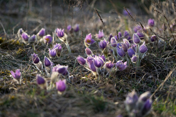 Pasque Flowers in the Springtime