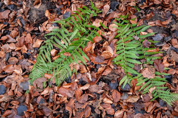 Green fern leaves on autumn foliage