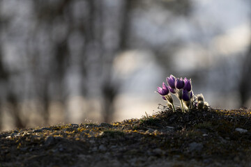 Pasque Flowers in the Springtime