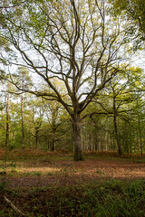 Fototapeta premium Foret en automne