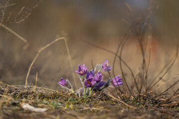 Pasque Flowers in the Springtime