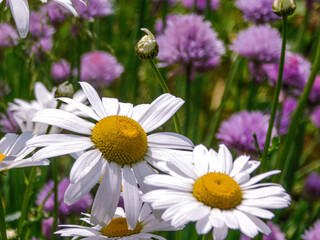 daisies on a meadow