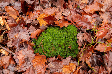 Brown oak leaves around green moss