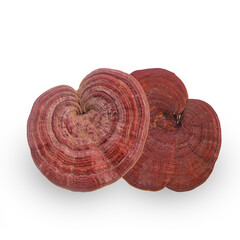 closeup dry ganoderma lucidum isolated on white background