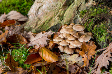 Champignon en automne