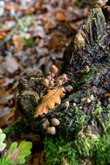 Champignon en automne