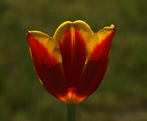 Fototapeta premium A close up of a flower
