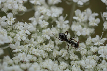 natural white cnidium monnieri flower photo