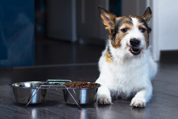 Cute dog with a disgruntled face near a bowl of dry food. The pet is dissatisfied with its food