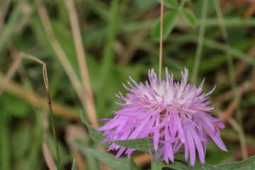 natural centaurea nigrescens flower photo