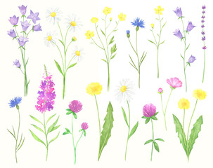 Obraz na płótnie Canvas Watercolor Wildflowers Set