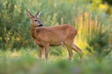 Roe deer female observing on growing meadow in evening sunlight