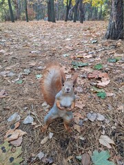 squirrel in the forest