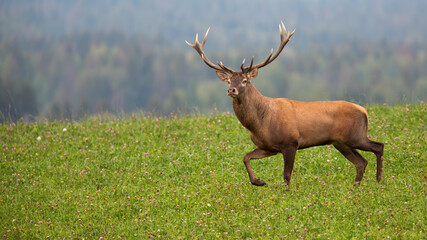 Red deer stag moving on meadow with woodland in background