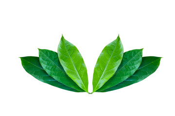 Several green leaves on a white background
