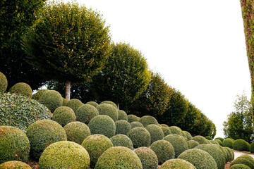 Landscaped garden with boxwood balls near in France. Green spheres - obrazy, fototapety, plakaty