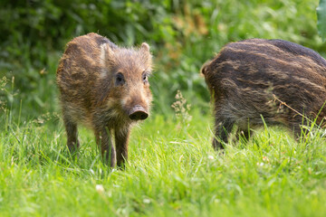 Little wild boar standing on grass in spring nature