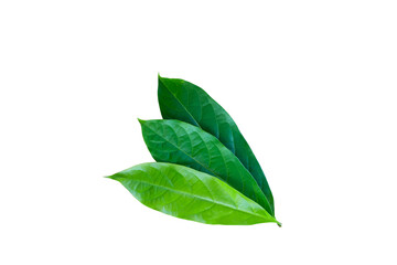 Several green leaves on a white background