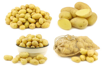  bunch of dutch seed potatoes (krieltjes) and some in an enamel bowl and a burlap sack on a white background