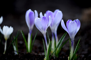 Fototapeta premium tender first spring flowers lilac crocuses in dew drops. Close-up. Selective focus, photo with shallow depth of field.