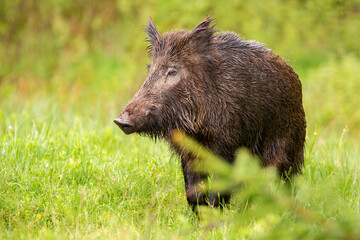Wild boar looking on green pasture in summer nature