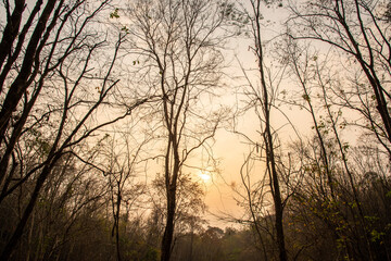 The tree during dry season , forest or bush fire in Thailand