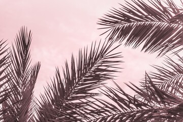 Tropical tourism paradise palms in sunny summer sun red sky. Sun light shines through leaves of palm. Beautiful wanderlust travel journey symbol for vacation trip to southern holiday dream island