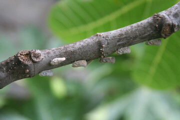 Citrus Flatid Planthopper on a green plant. Metcalfa pruinosa white insects 
