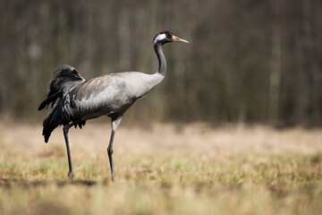 Obraz na płótnie Canvas Common crane walking on meadow with dry grass in springtime nature