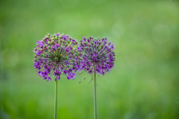 Purple Allium Flower Across Green