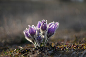 Pasque Flowers in the Springtime