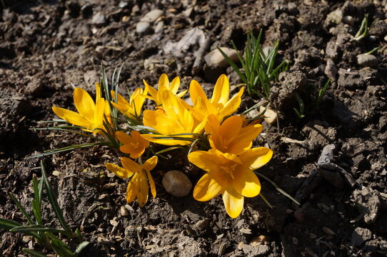 yellow crocus flower