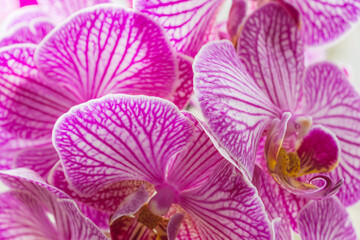 Selective focus on orchid flowers set