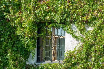 Window and curly green plants. Sunny summer day. Front view. Natural wall.