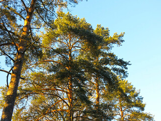 Obraz premium tops of the pine trees are golden in the evening sunlight