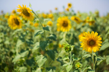 Sunflower field on a very sunny day 