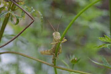 green grasshoper