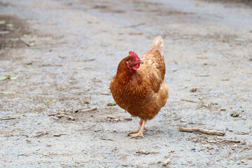 A Rhode Island Red Hen against a natural background.